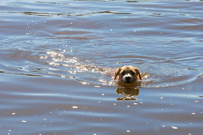 spud swims.jpg